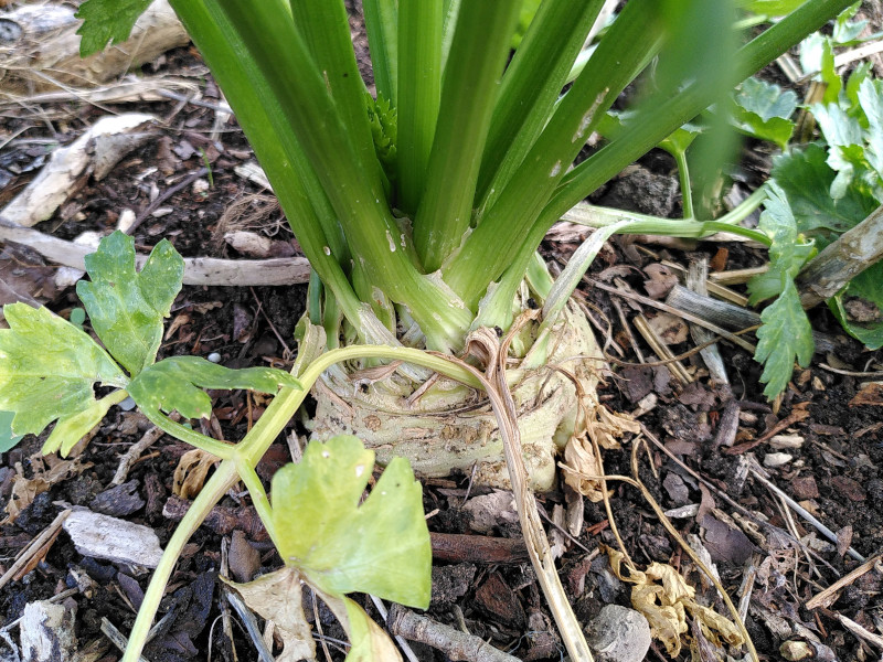 Ervaar de natuurlijke moestuin