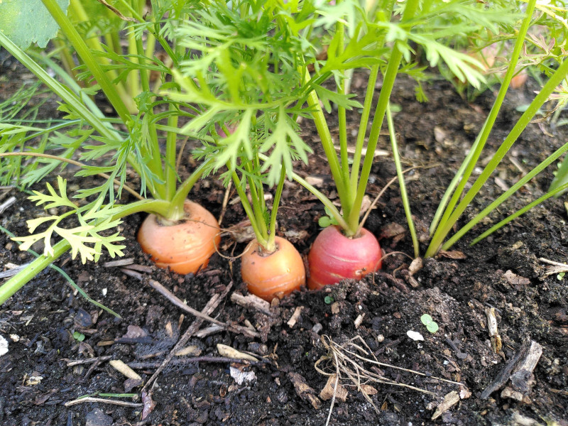 Lees over de natuurlijke moestuin